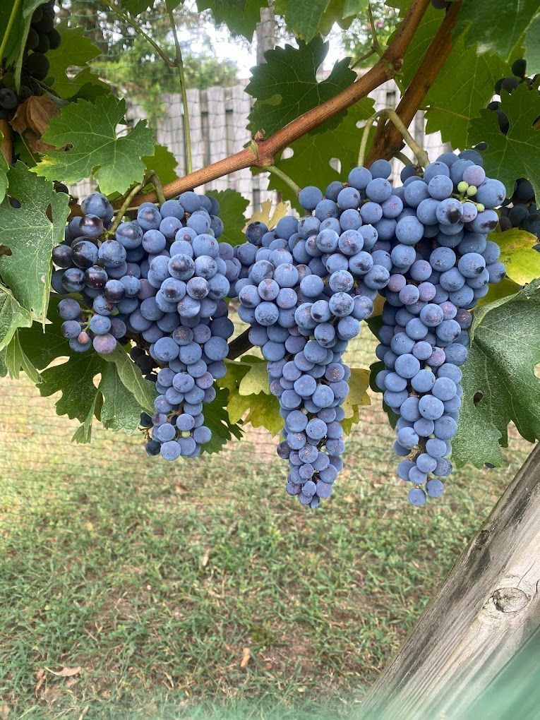 A bunch of blue grapes hanging from a vine