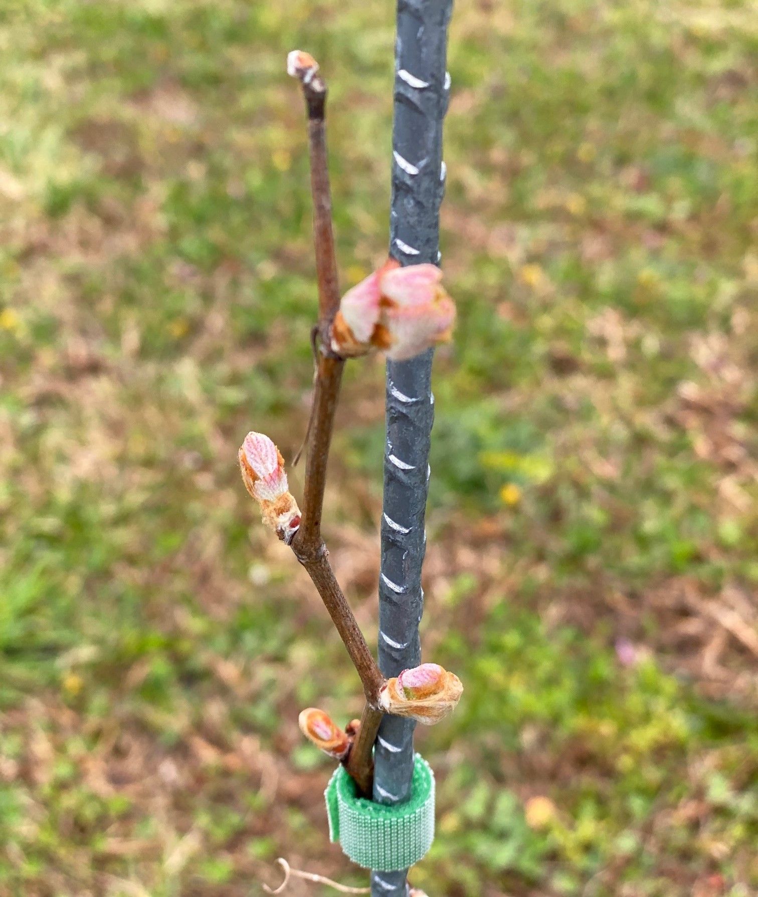 A close up of a plant with buds growing on a metal pole.
