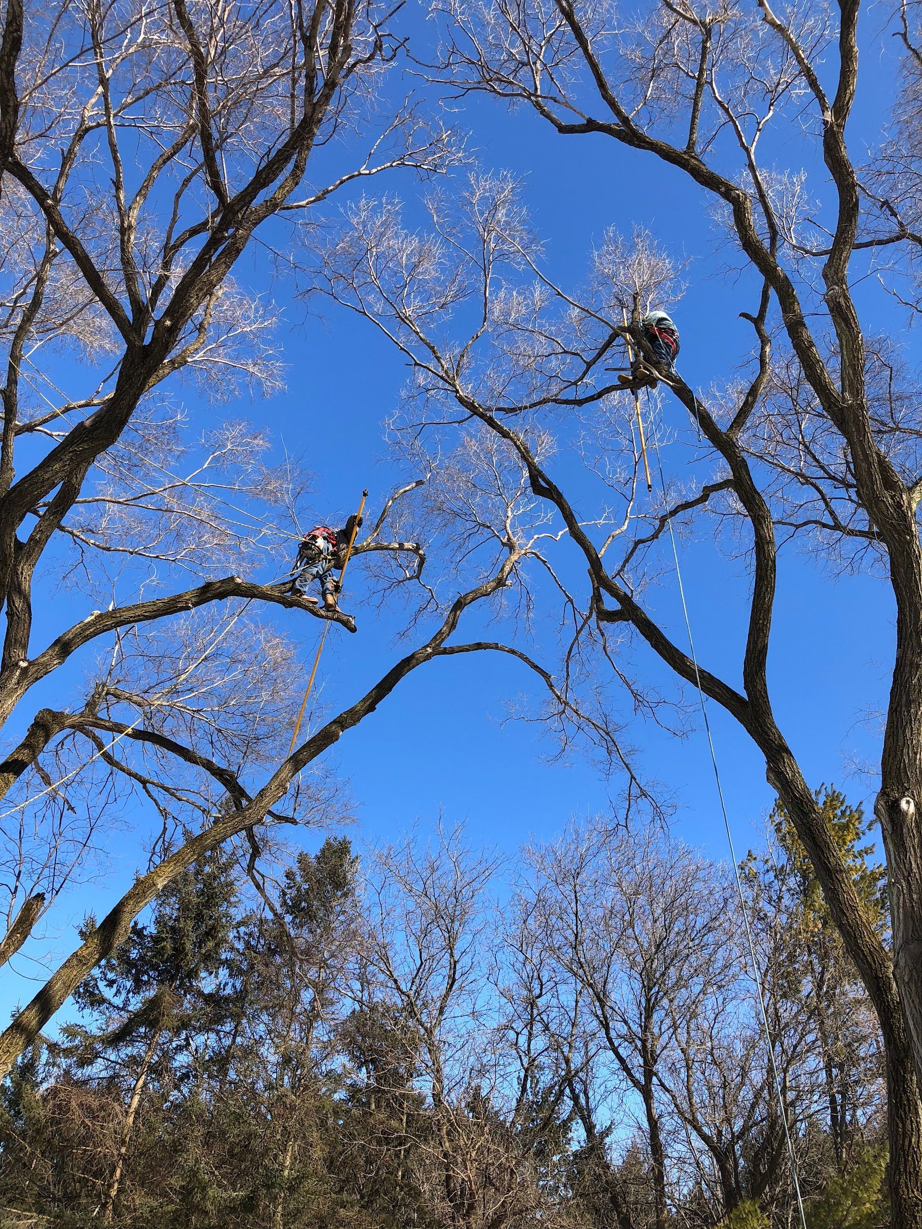 Two people in tree branches against blue sky.