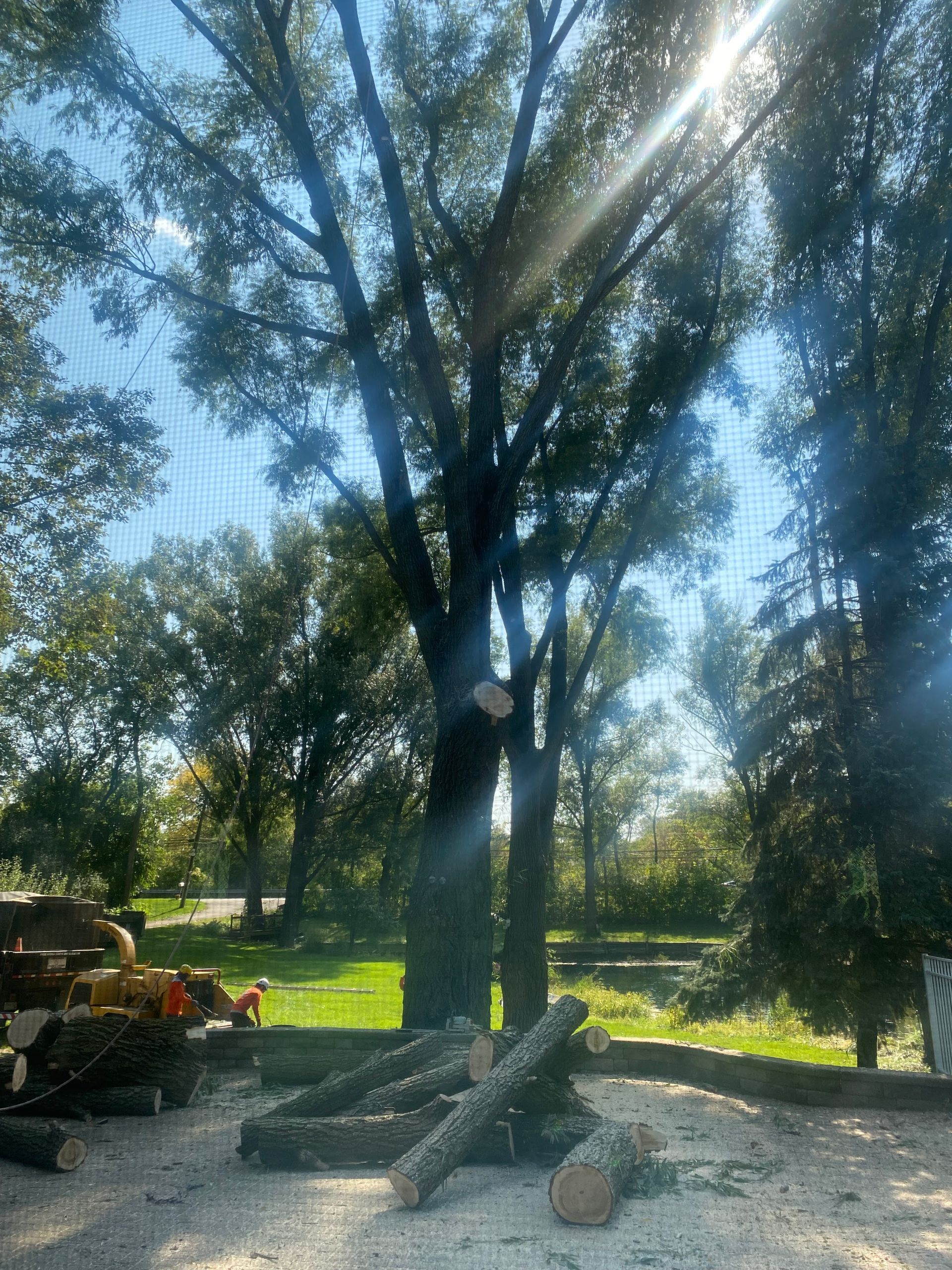 Gallery | Advanced Tree and Stump Removal LLC