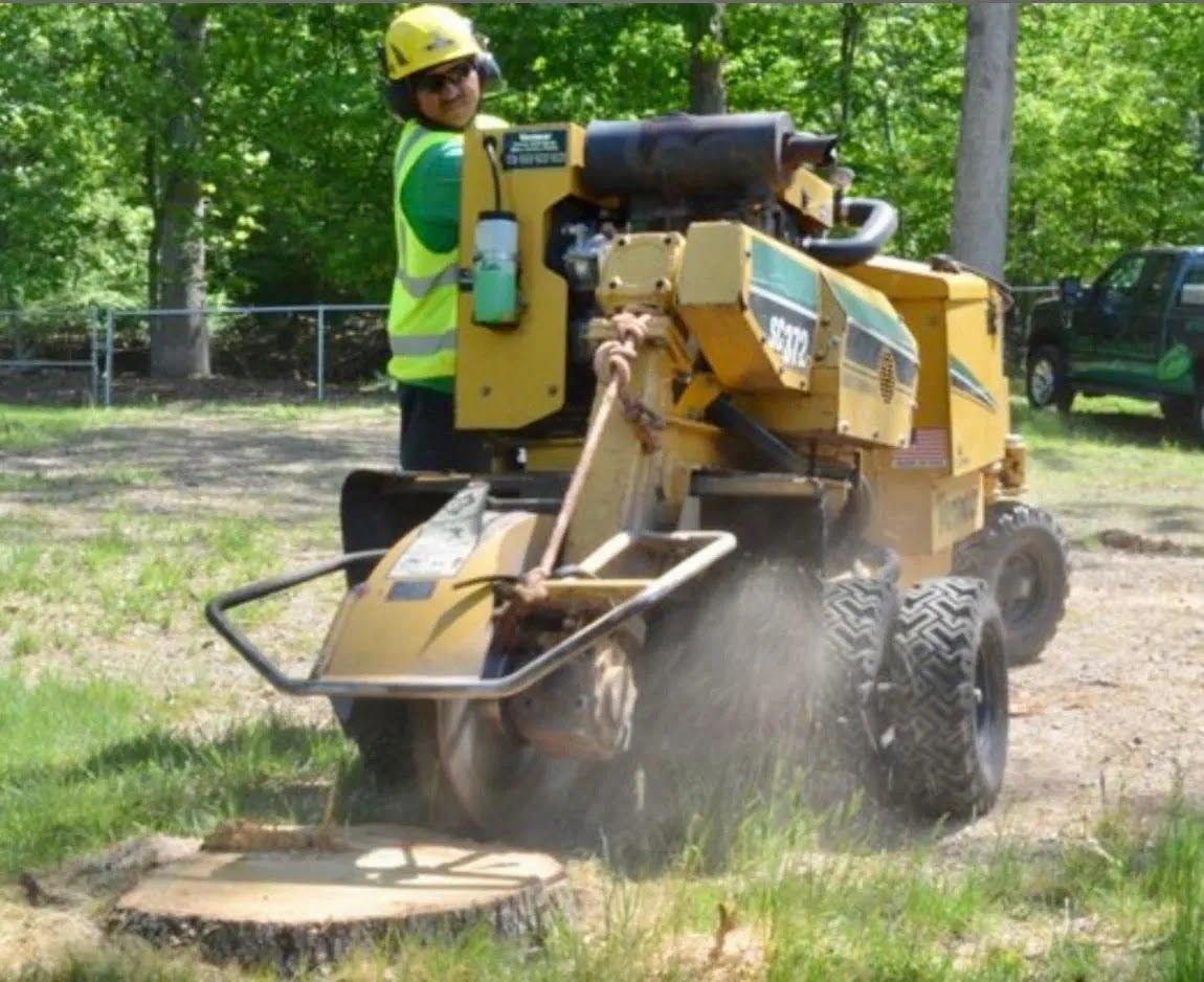 Person using a yellow stump grinder on a tree stump in a grassy area, creating wood chips.