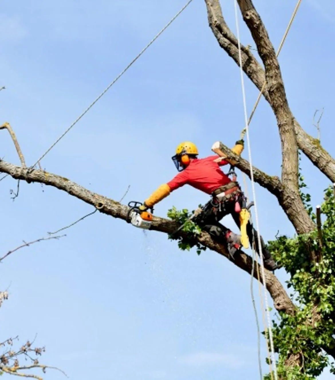 Arborist cutting a tree branch with a chainsaw, wearing safety gear, against a blue sky.