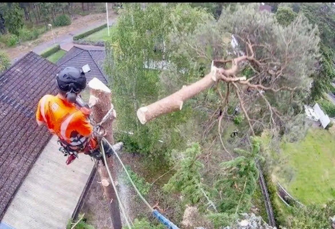 Arborist in orange safely cuts a tree branch. Rooftop and greenery surround the tree.