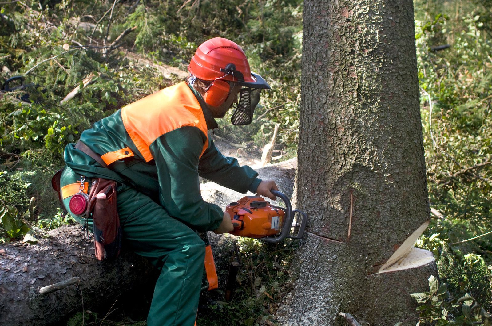 Lumberjack in safety gear using a chainsaw to cut down a tree trunk in a forest.