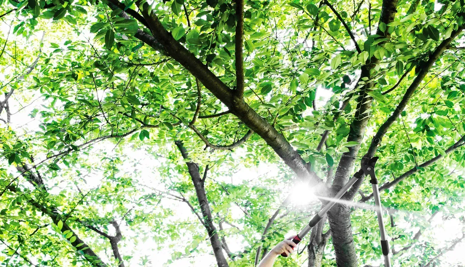 Sunlight through tree branches, hand reaching up towards the light.