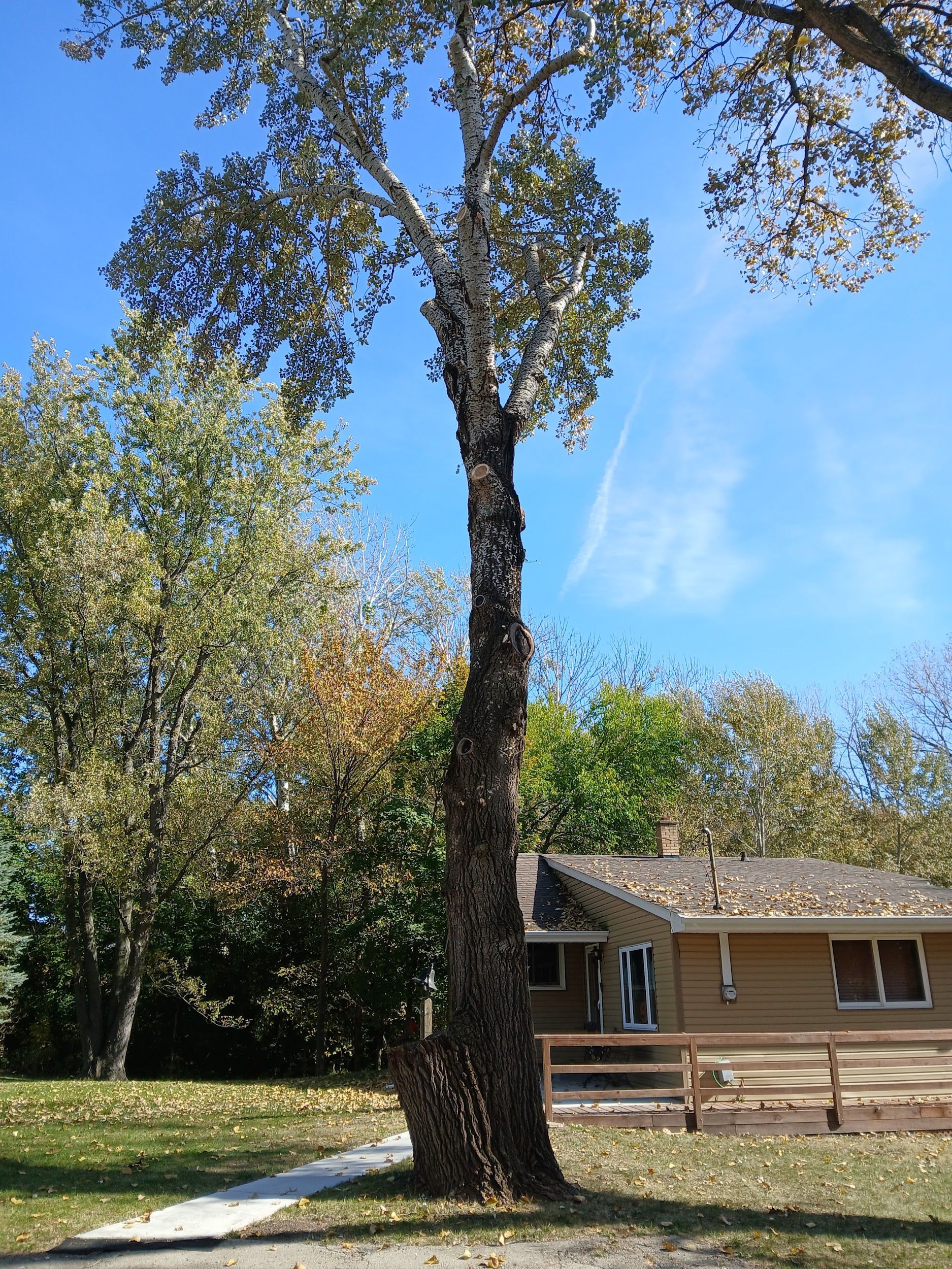 Tall tree with peeling bark, a house, and blue sky.