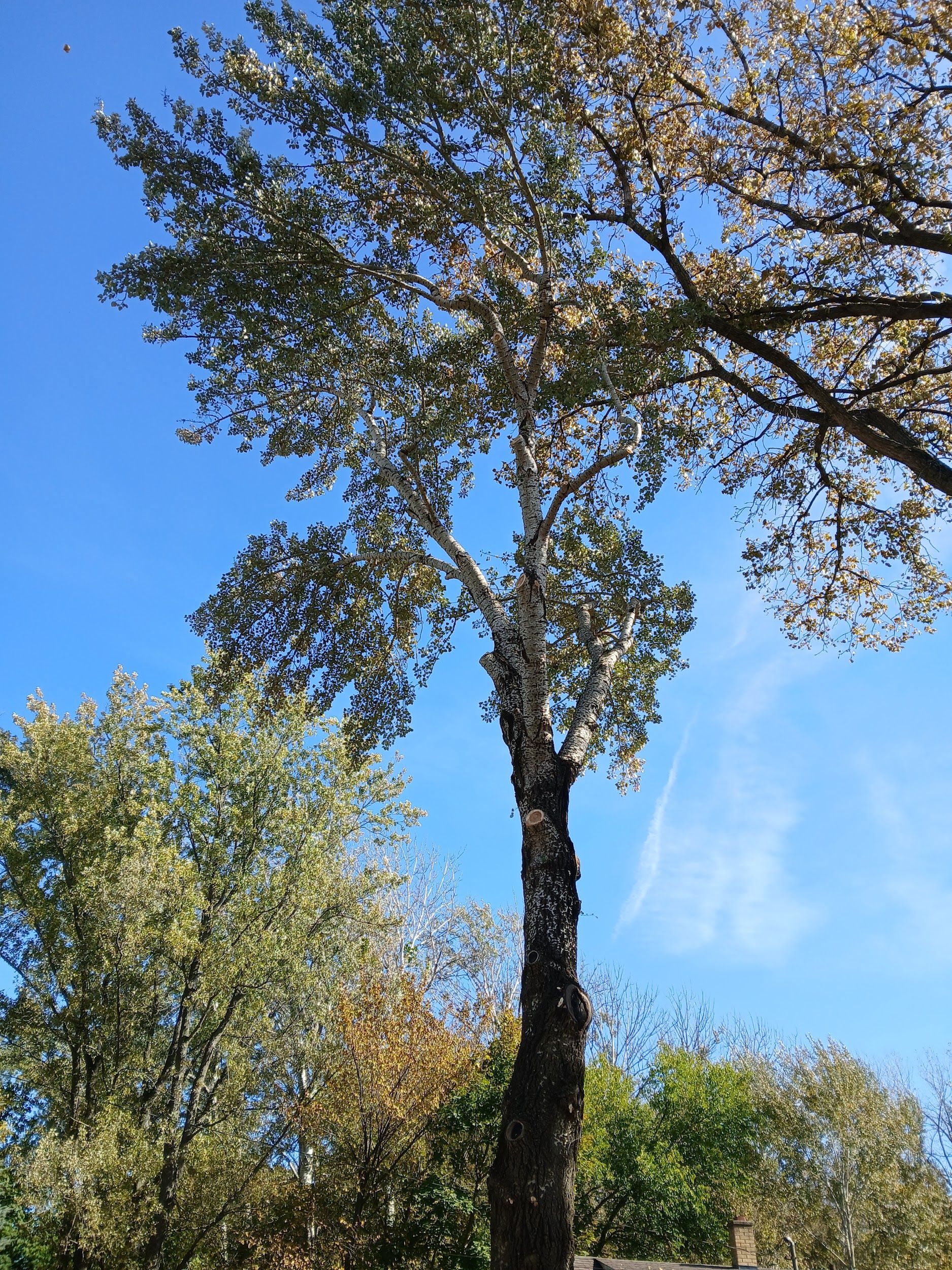 Tall tree with gray and black trunk, green and yellow leaves, against a bright blue sky.