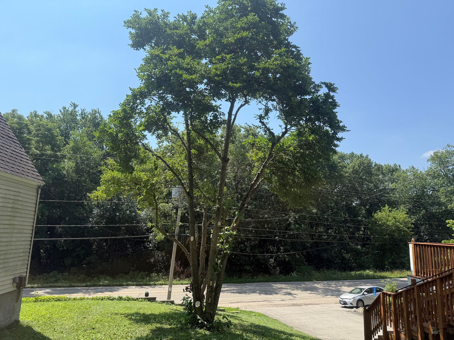 A tree stands in front of a forest with a car parked nearby on a sunny day.