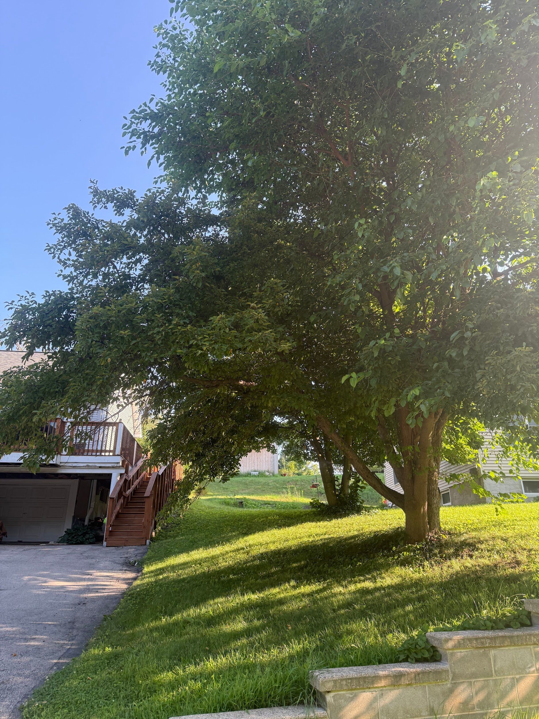 Tree next to a house with a driveway and stairs, casting shadows on the green grass in the sunlight.