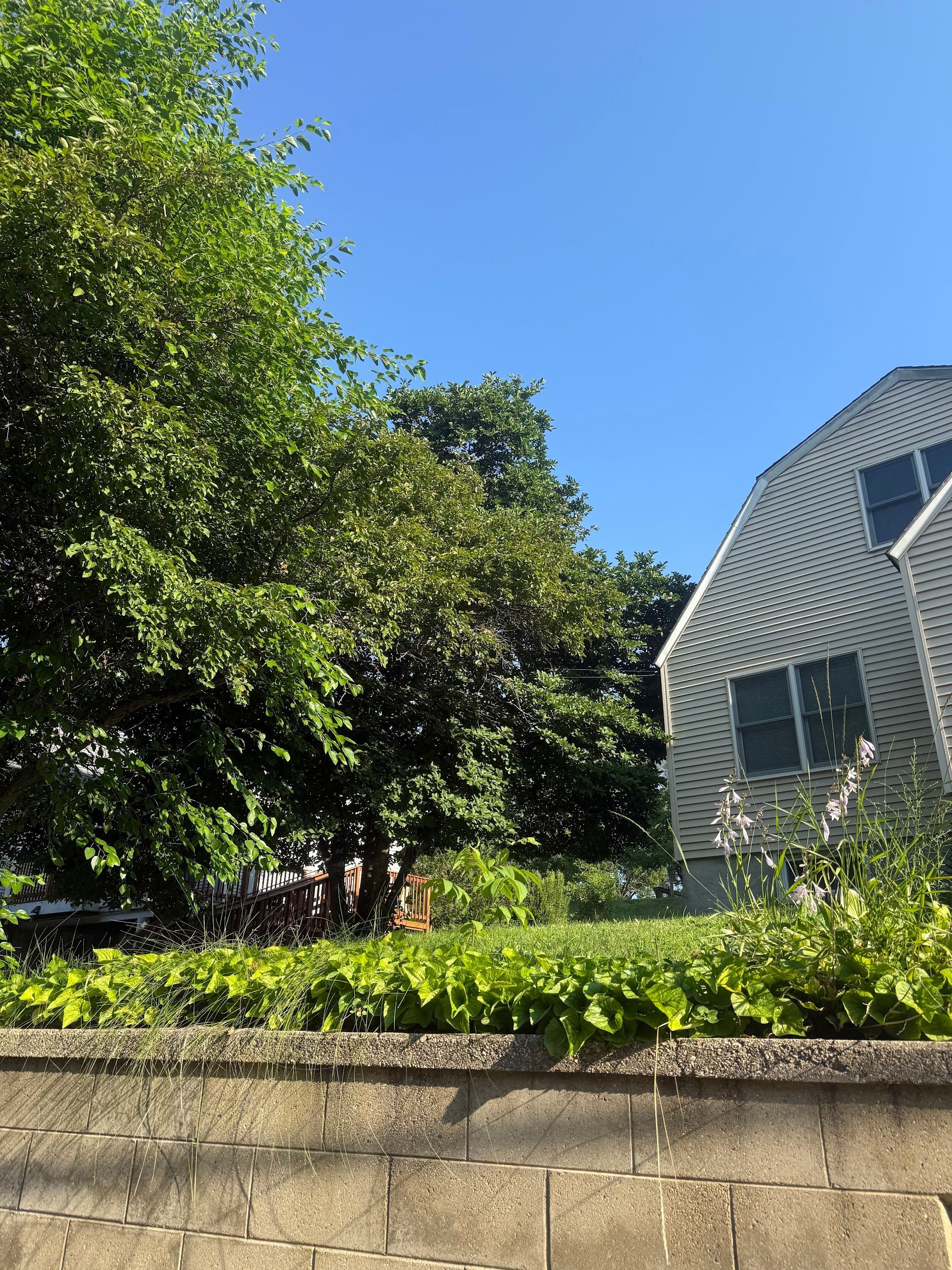 Green trees and ivy border a wall. A white, textured building with dark windows appears beside a blue sky.
