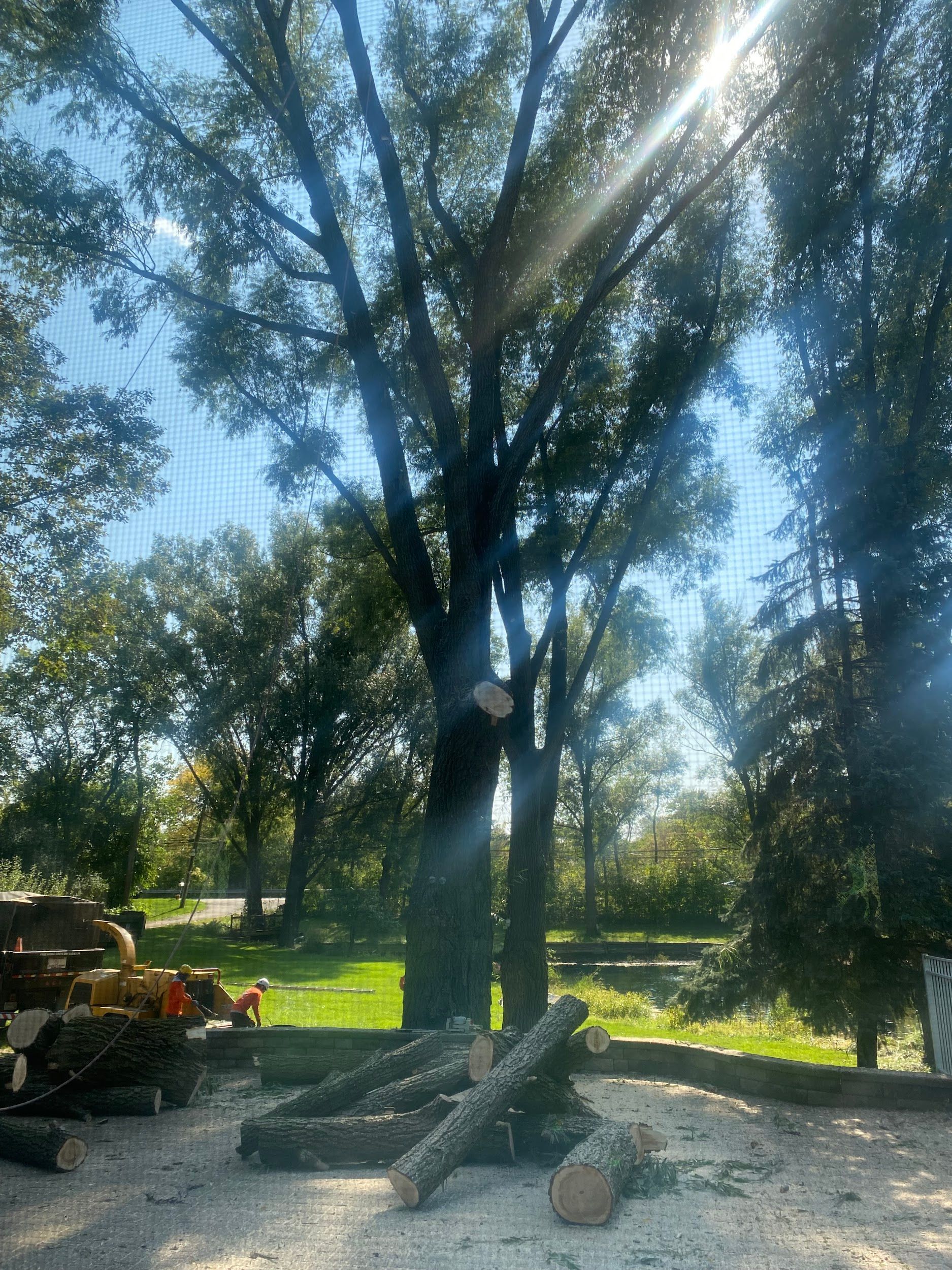 Tree trunk and logs on ground. Sunlight streams through the tree's branches.