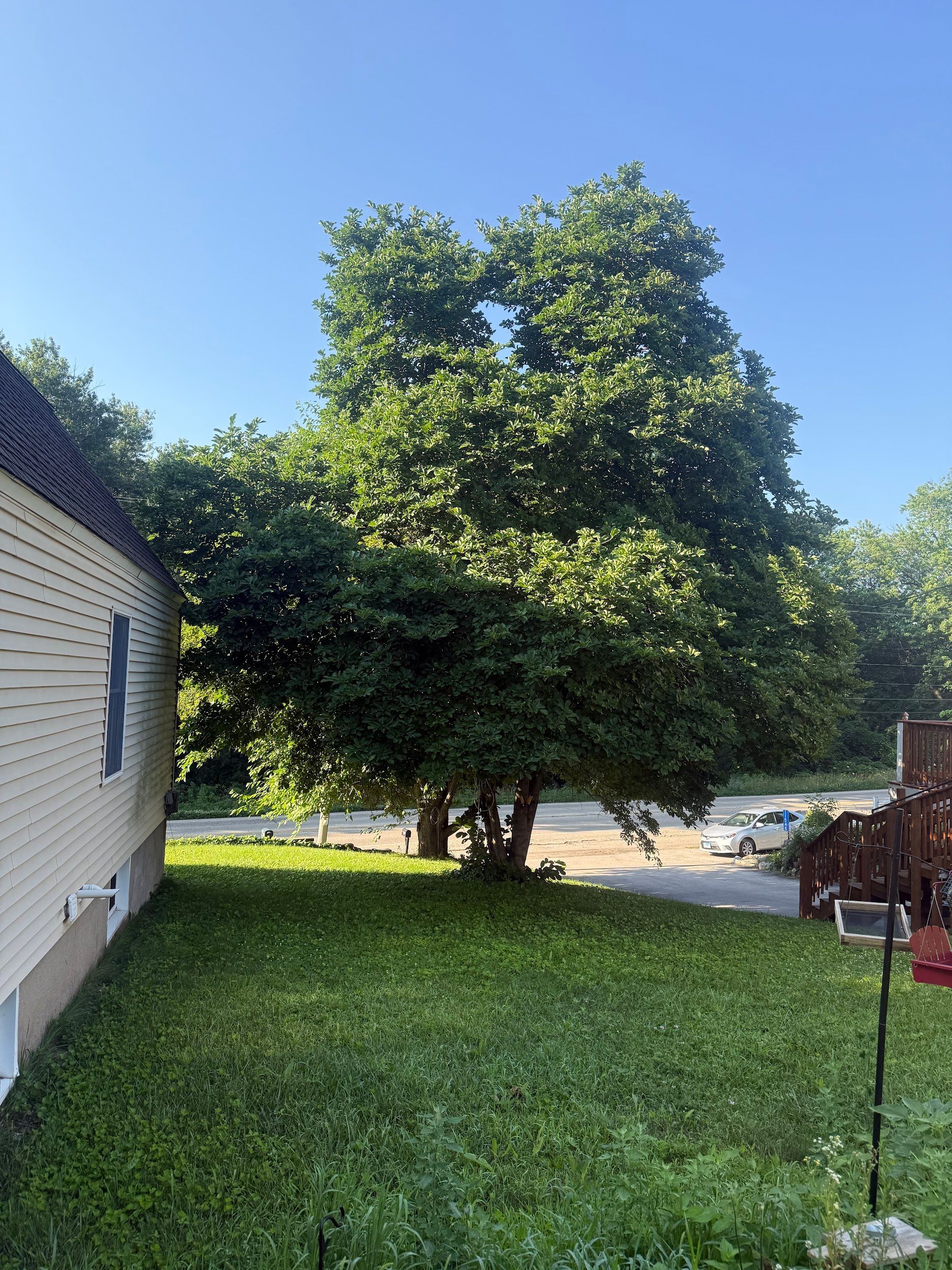 Large tree with lush green foliage in a yard, beside a white building. Blue sky.