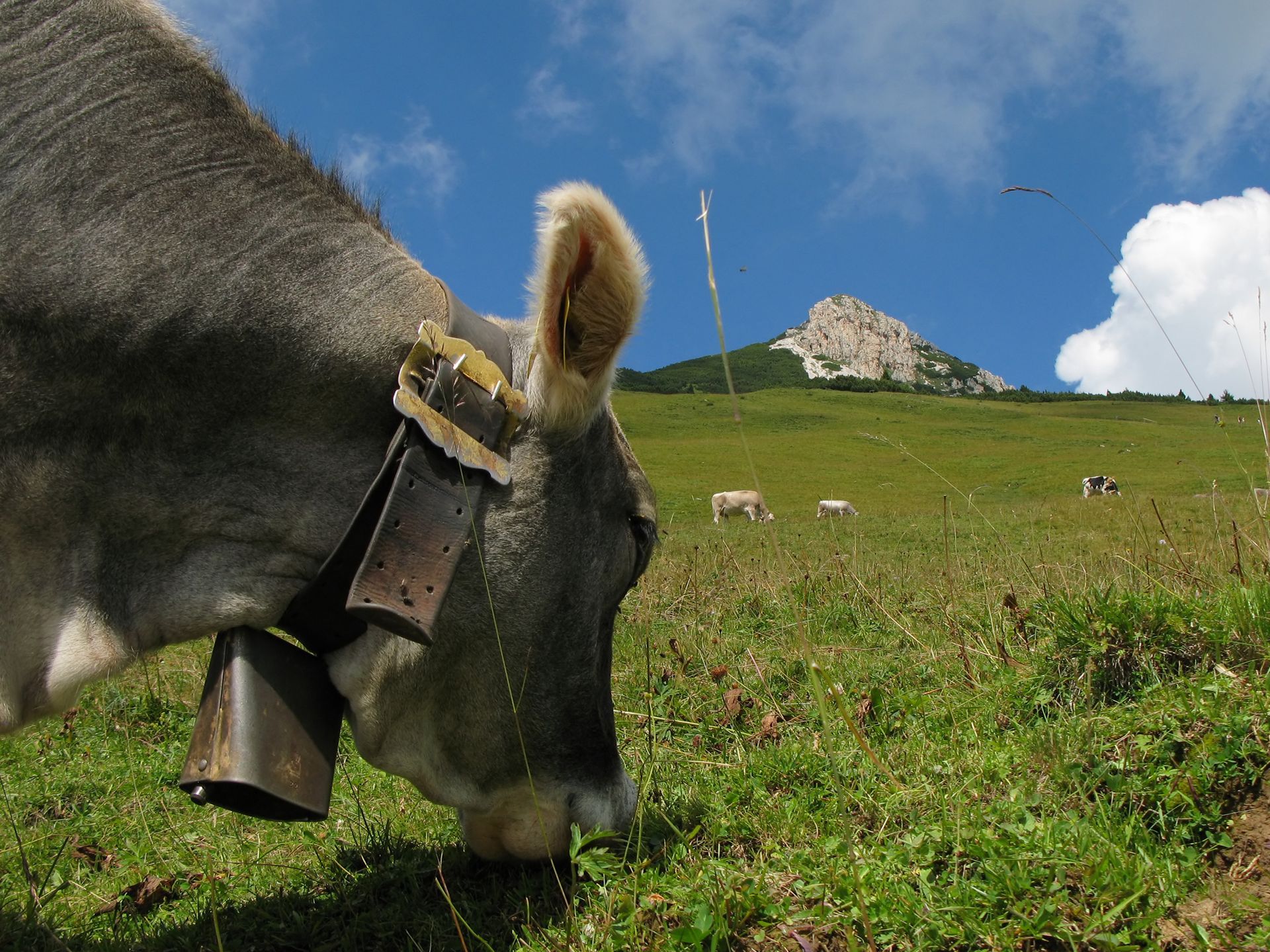 Eggental Südtirol natur  pur