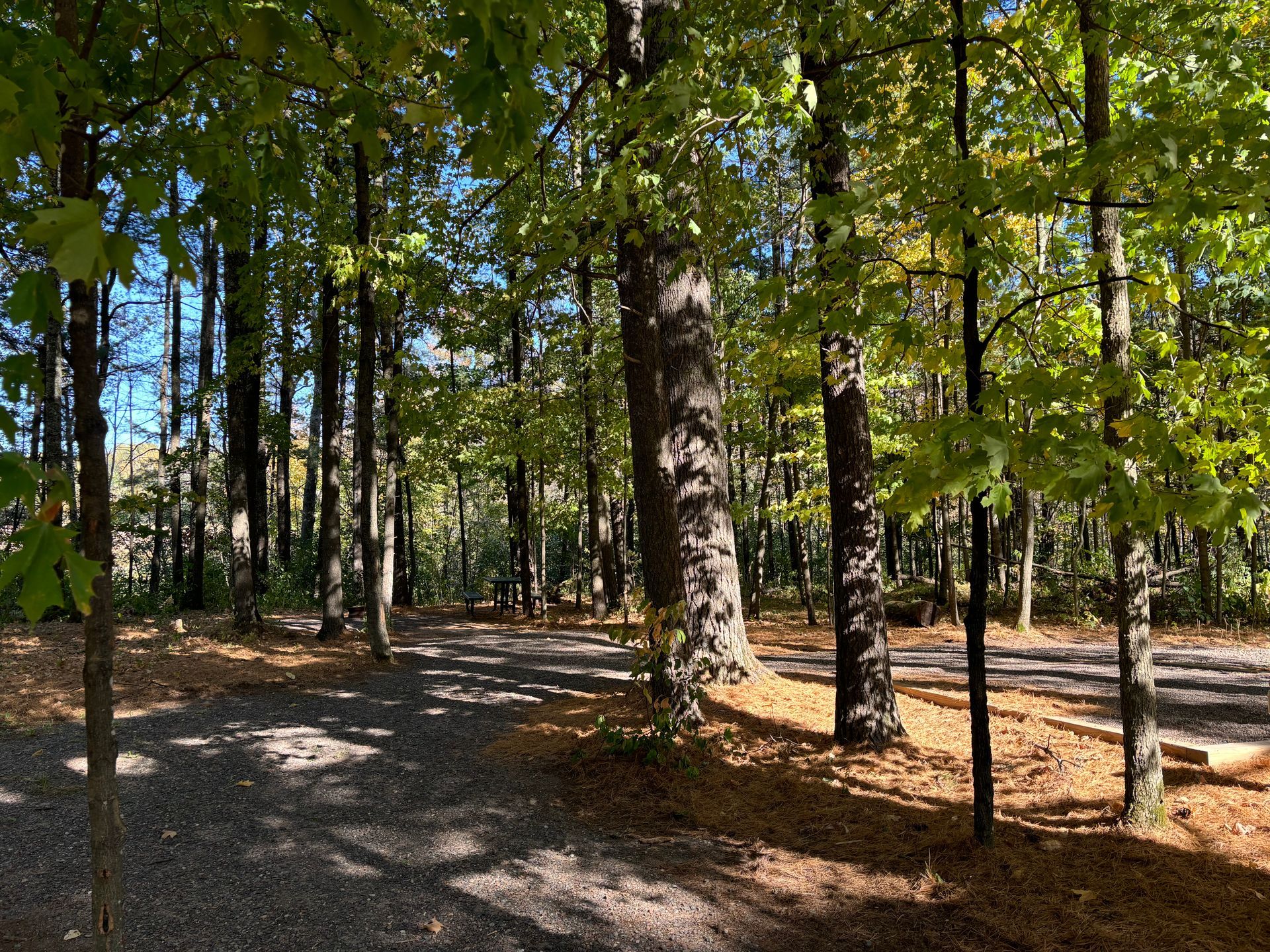 A dirt road in the middle of a forest surrounded by trees.