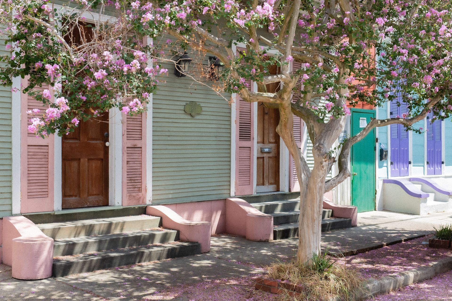 New Orleans style historic home in pastel colors with blooming japanese magnolia tree in the sidewalk