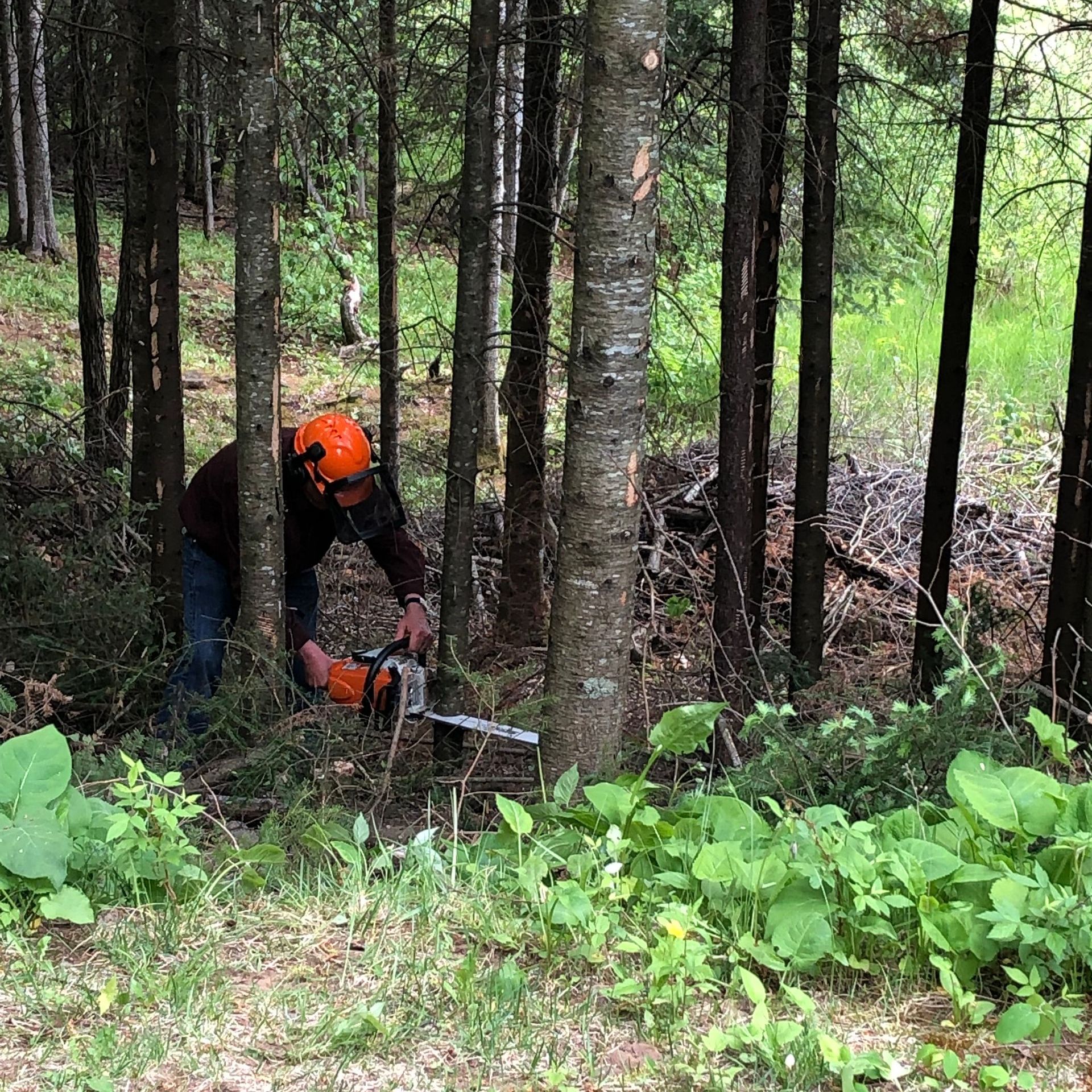 A man is cutting a tree with a chainsaw in the woods.