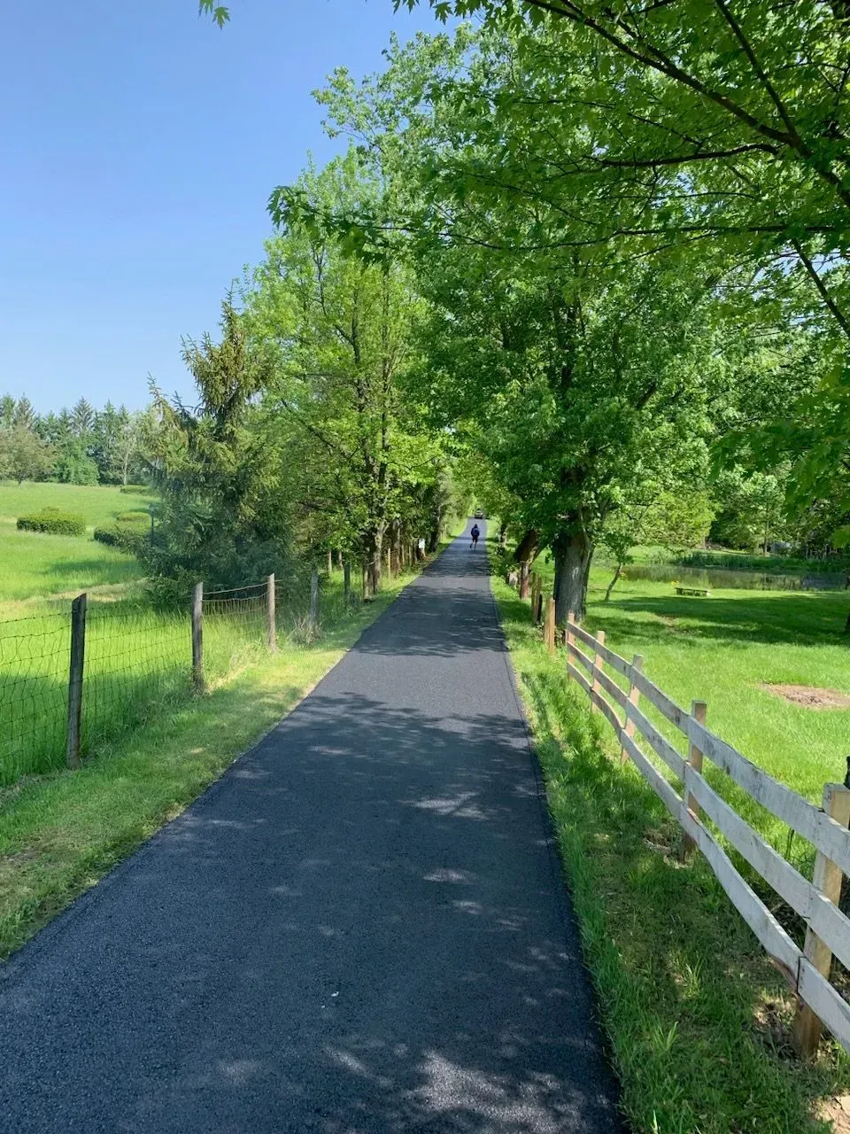 A person is walking down a path lined with trees and a wooden fence.