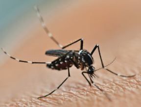 summertime brings mosquito infestations and increased chances of skin irritations