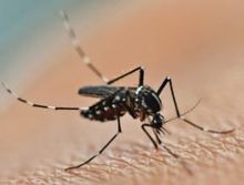 mosquito resting on human skin