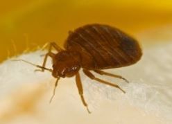 bed bug, a common household pest that bites humans while they sleep