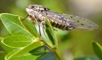 earsplitting pest cicada resting on a backyard branch