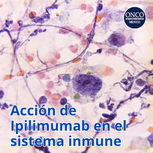 Micrografía mostrando acción de ipilimumab.