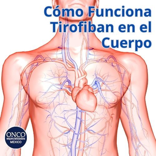 Ilustración anatómica mostrando cómo Tirofiban actúa en el sistema cardiovascular.