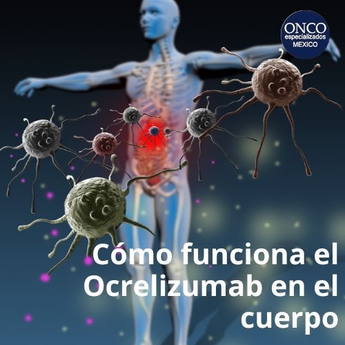 Descripción del mecanismo de acción del Ocrelizumab.