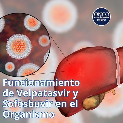 Diagrama del ciclo de vida del virus de la hepatitis C mostrando cómo actúan velpatasvir y sofosbuvir.