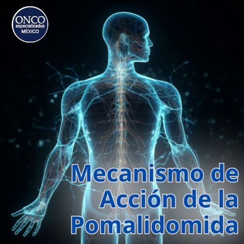 Representación gráfica de cómo la pomalidomida actúa en el cuerpo.