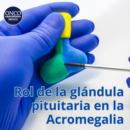 Glándula pituitaria en un modelo médico.