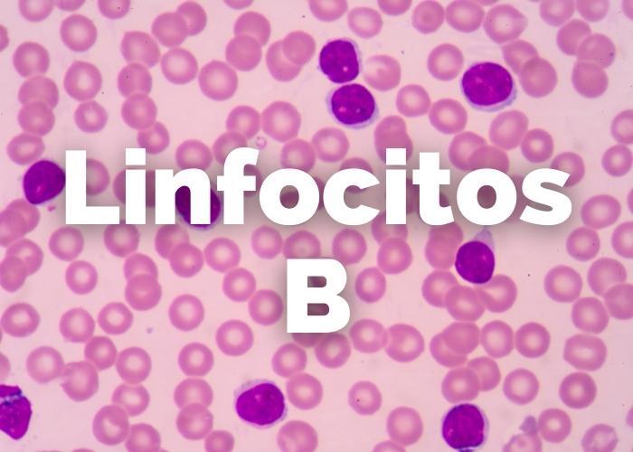 linfocitos lenalidomida
