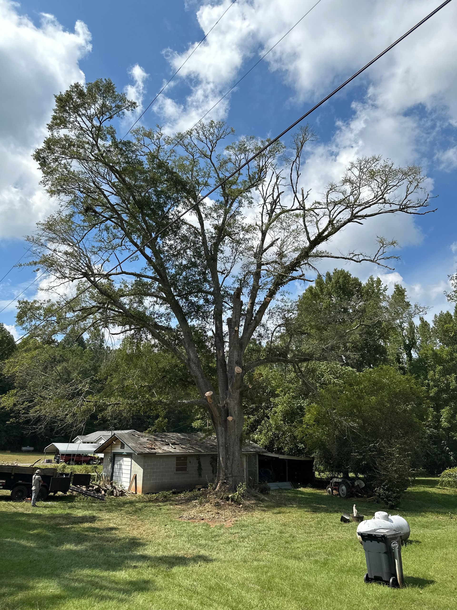Big Tree — LaGrange, GA — Advance Tree Removal and Land Management