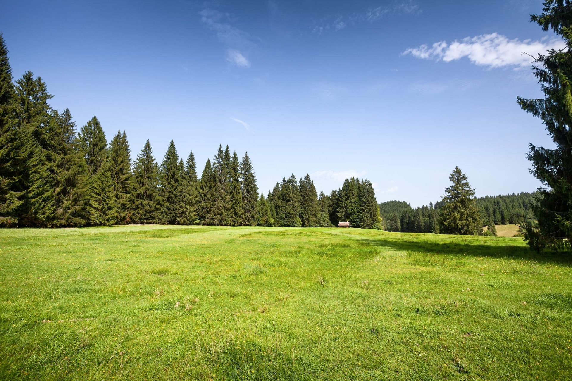 Lot Clearing — LaGrange, GA — Advance Tree Removal and Land Management