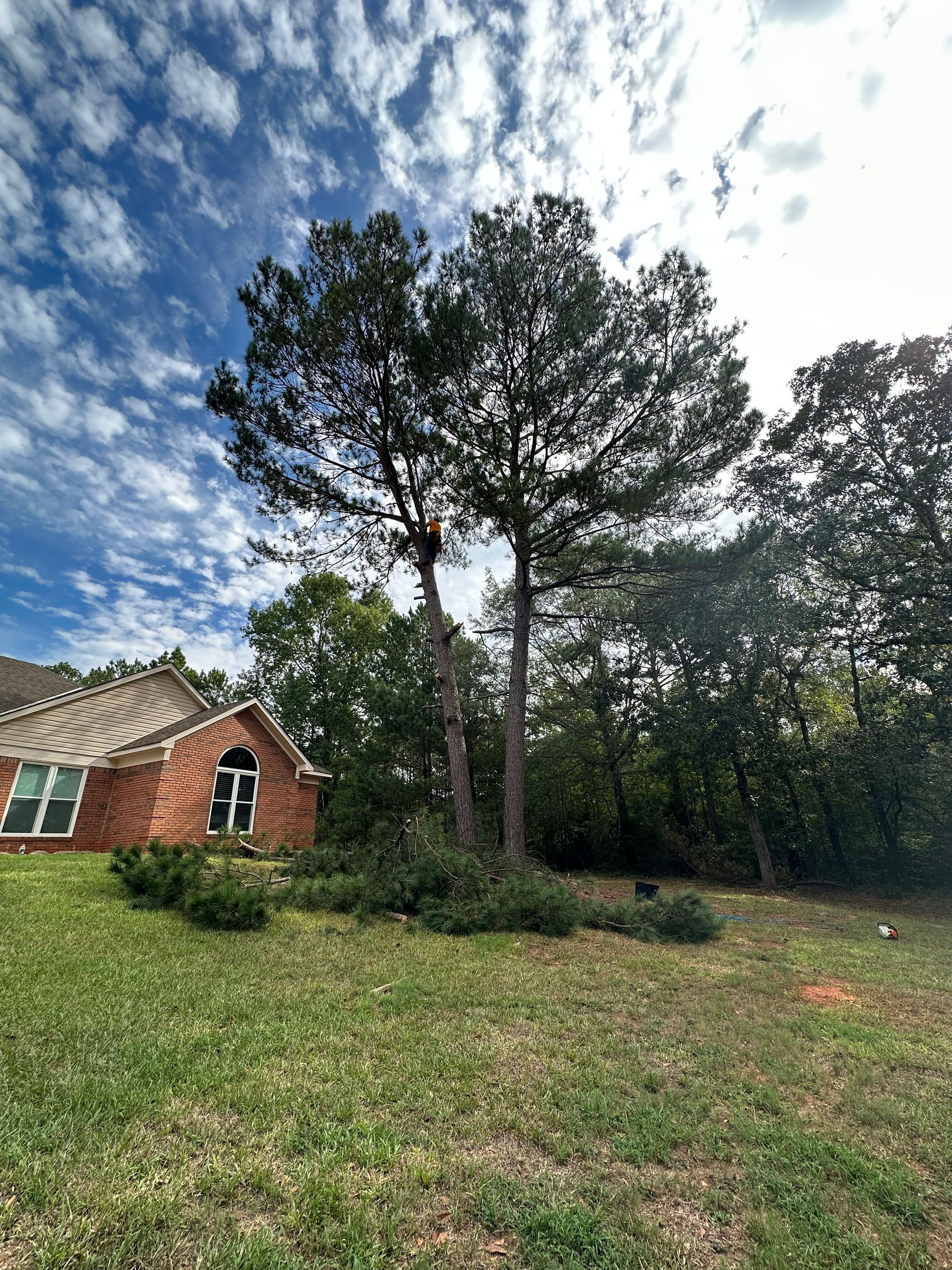 Tree Images Two — LaGrange, GA — Advance Tree Removal and Land Management