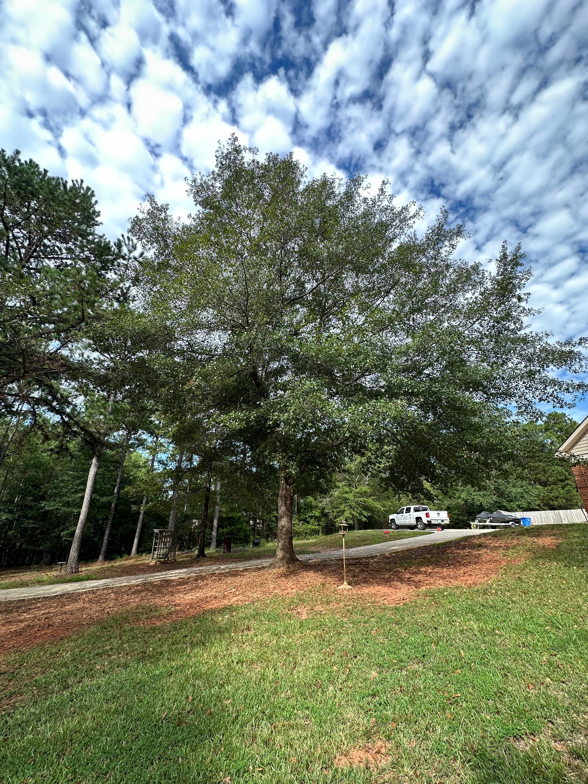 Tree Images One — LaGrange, GA — Advance Tree Removal and Land Management