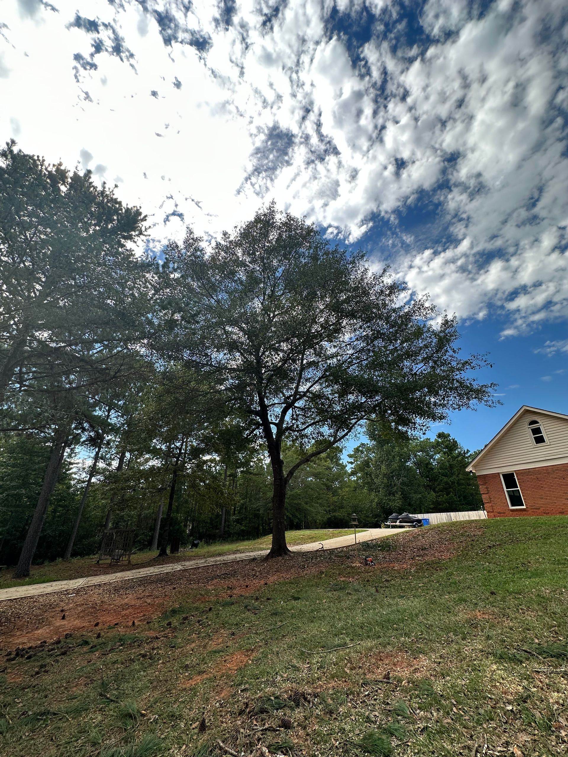 Tree Images Three — LaGrange, GA — Advance Tree Removal and Land Management