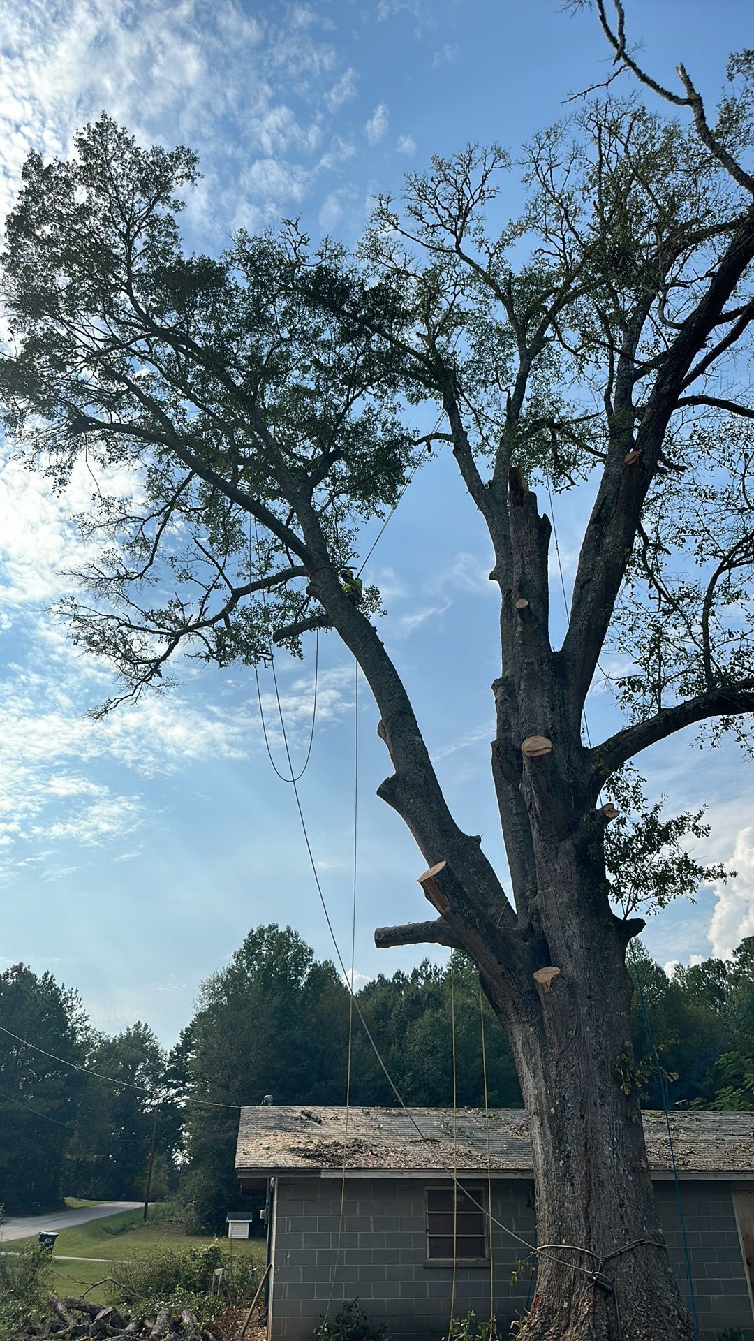 Tree Leaves — LaGrange, GA — Advance Tree Removal and Land Management