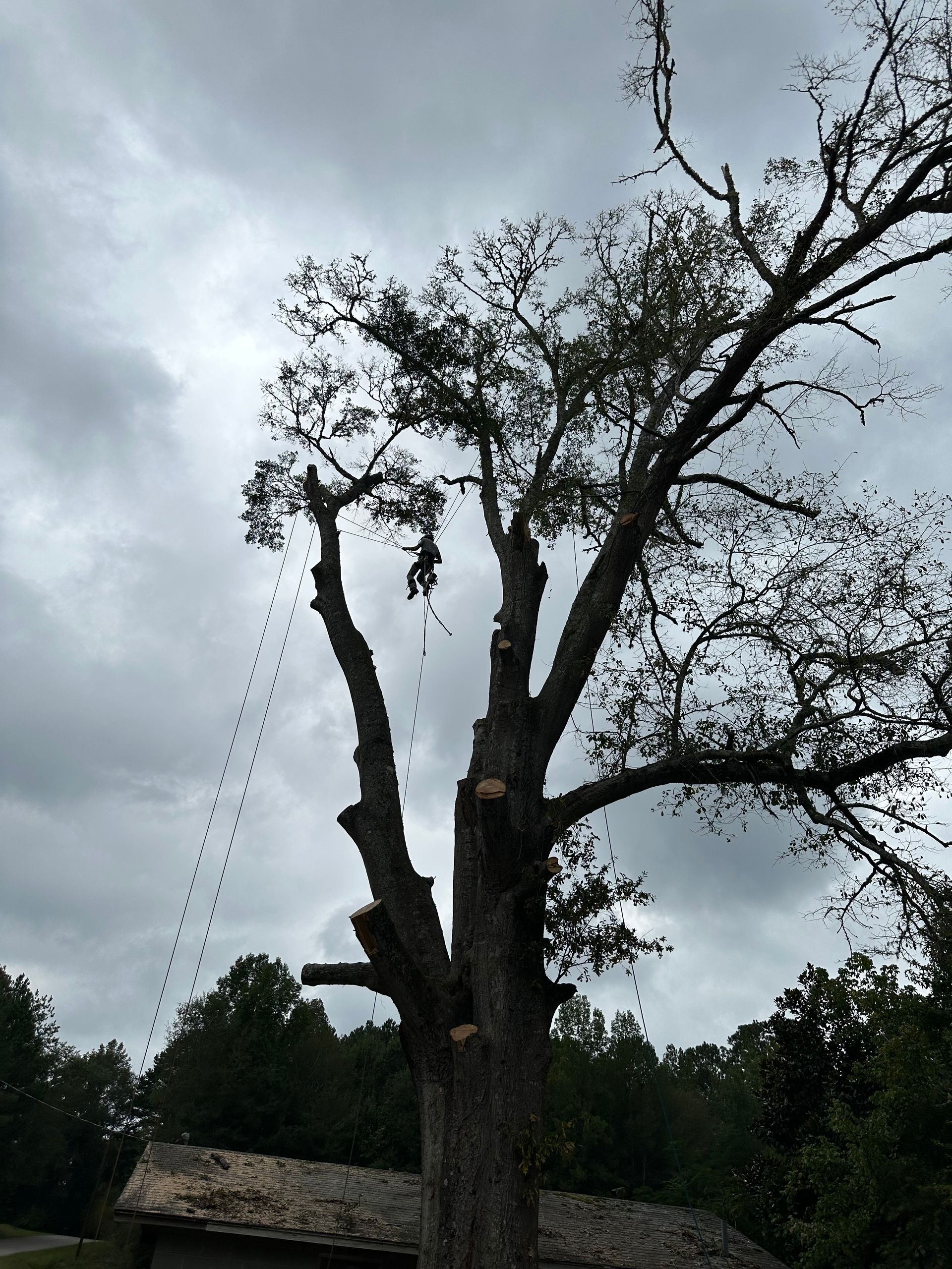 Trimmed — LaGrange, GA — Advance Tree Removal and Land Management
