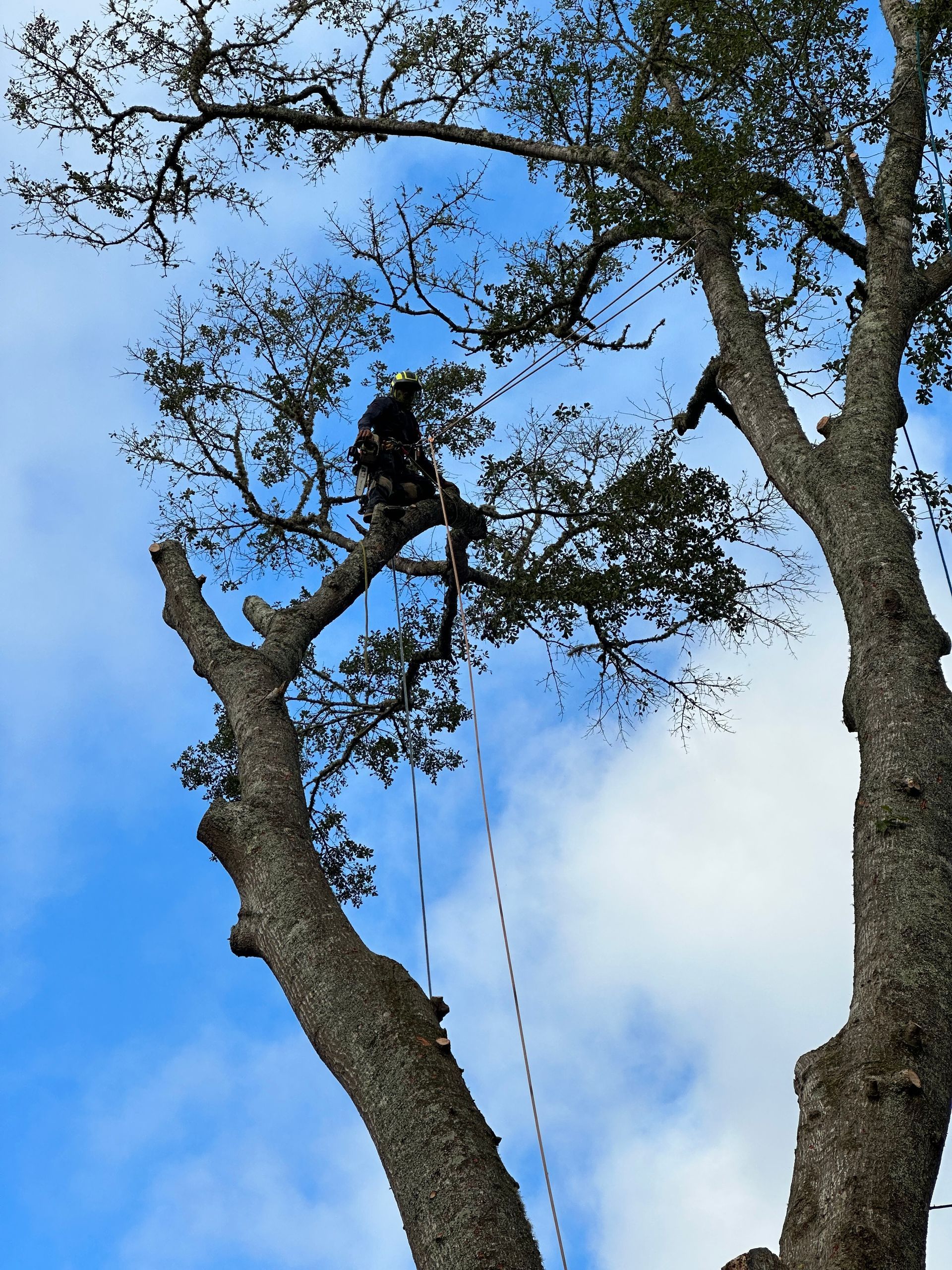 Company Worker — LaGrange, GA — Advance Tree Removal and Land Management