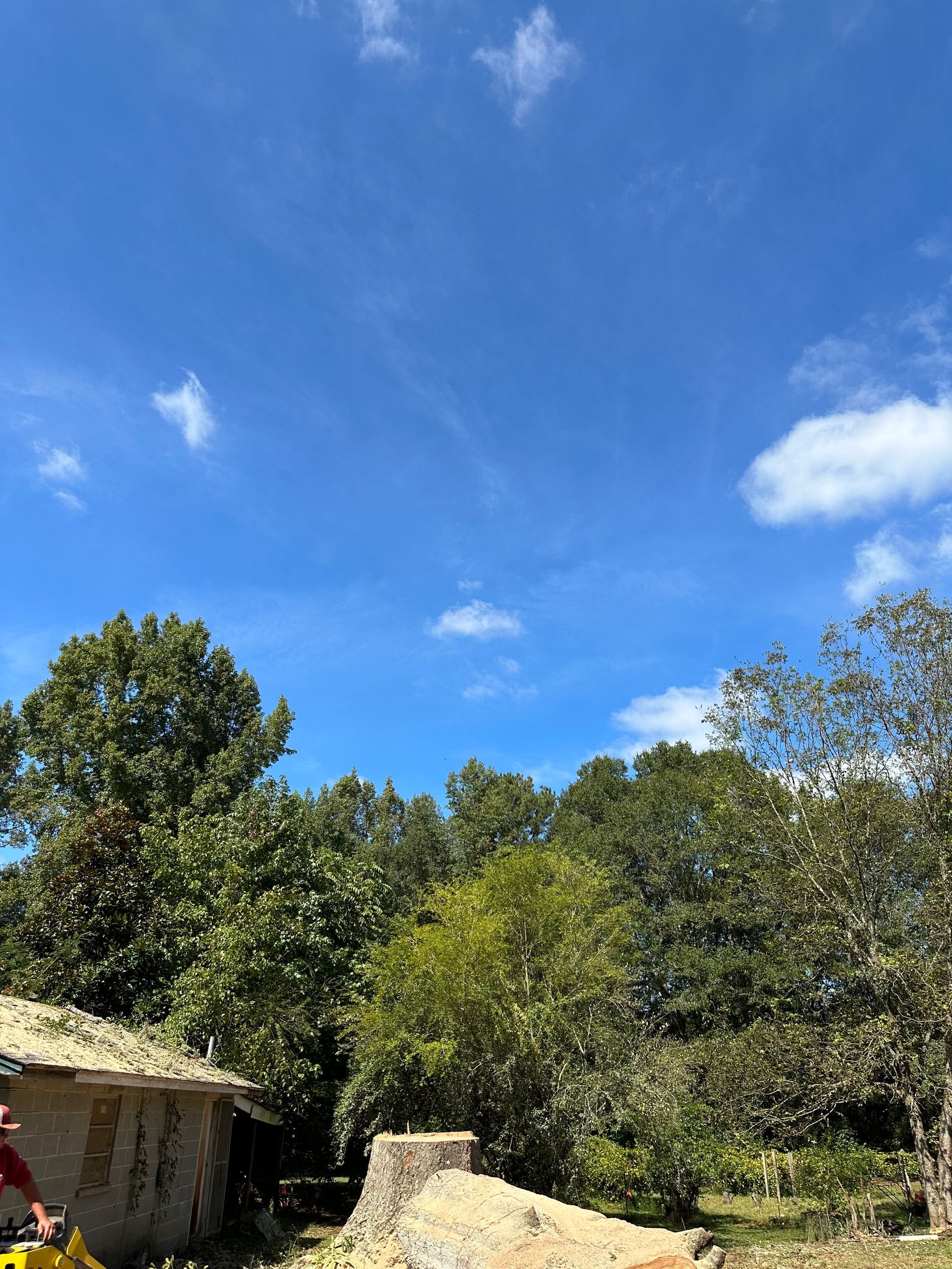 Green Trees Under Blue Sky — LaGrange, GA — Advance Tree Removal and Land Management