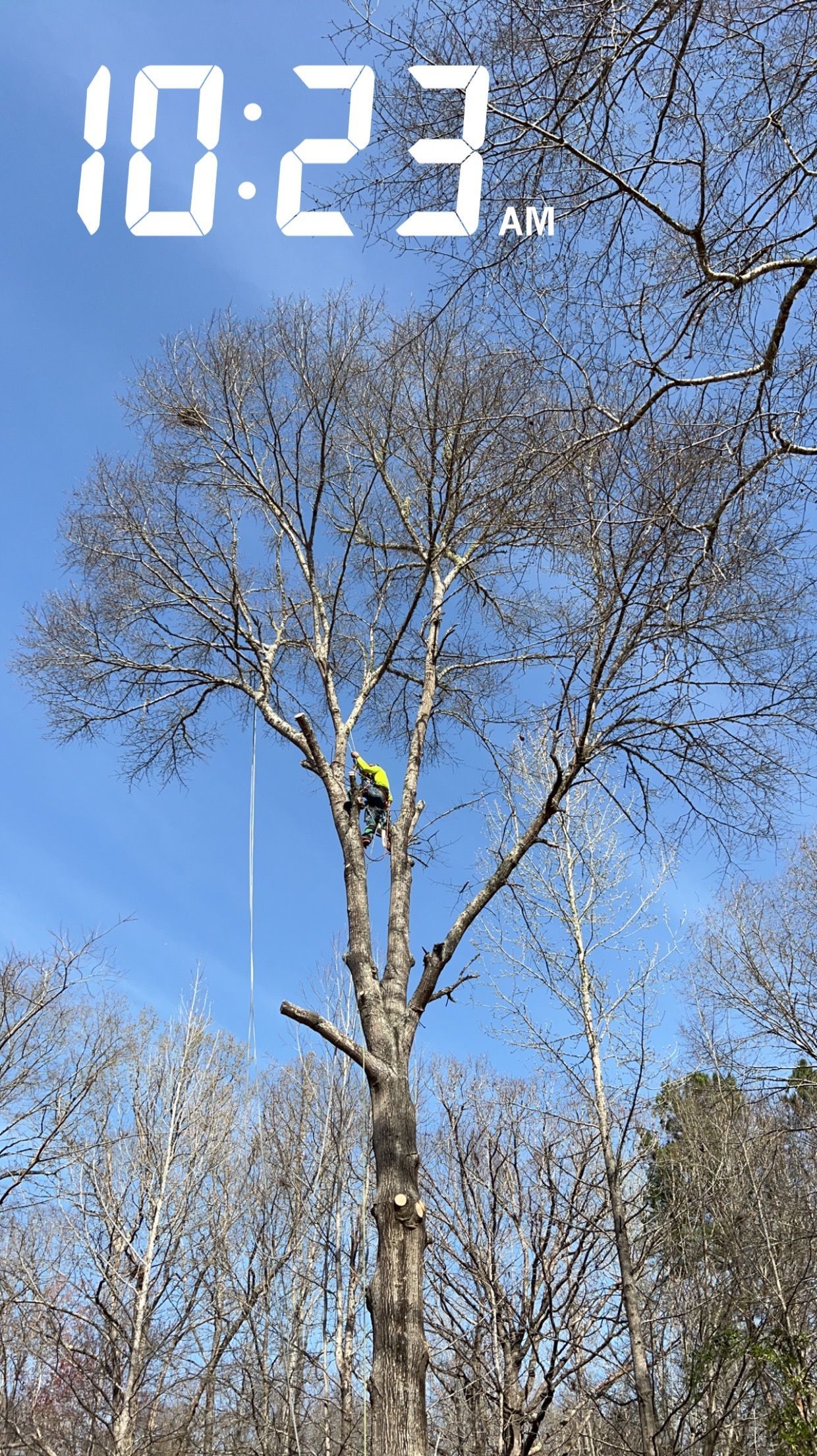 Gallery #22 — LaGrange, GA — Advance Tree Removal and Land Management