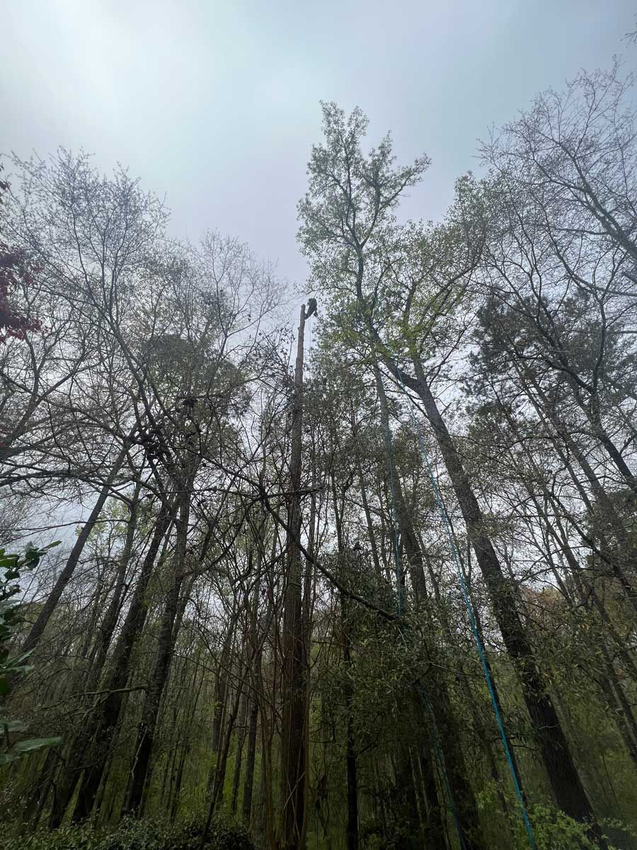 Gallery #2 — LaGrange, GA — Advance Tree Removal and Land Management