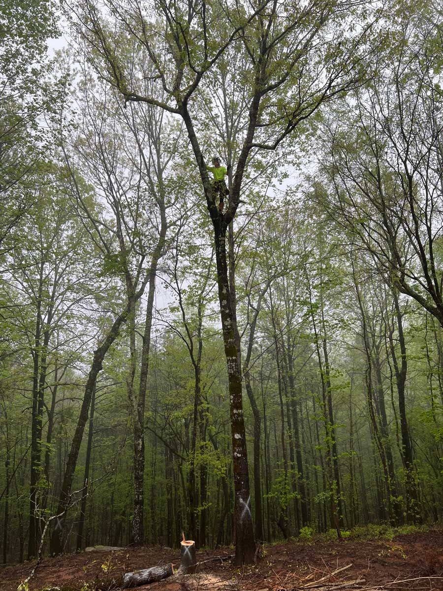 Gallery #1 — LaGrange, GA — Advance Tree Removal and Land Management