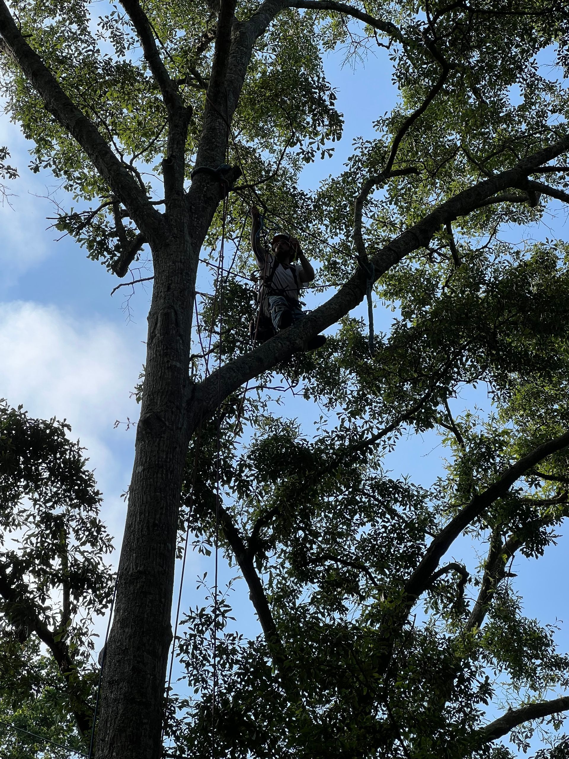 Man on Tree Branch — LaGrange, GA — Advance Tree Removal and Land Management