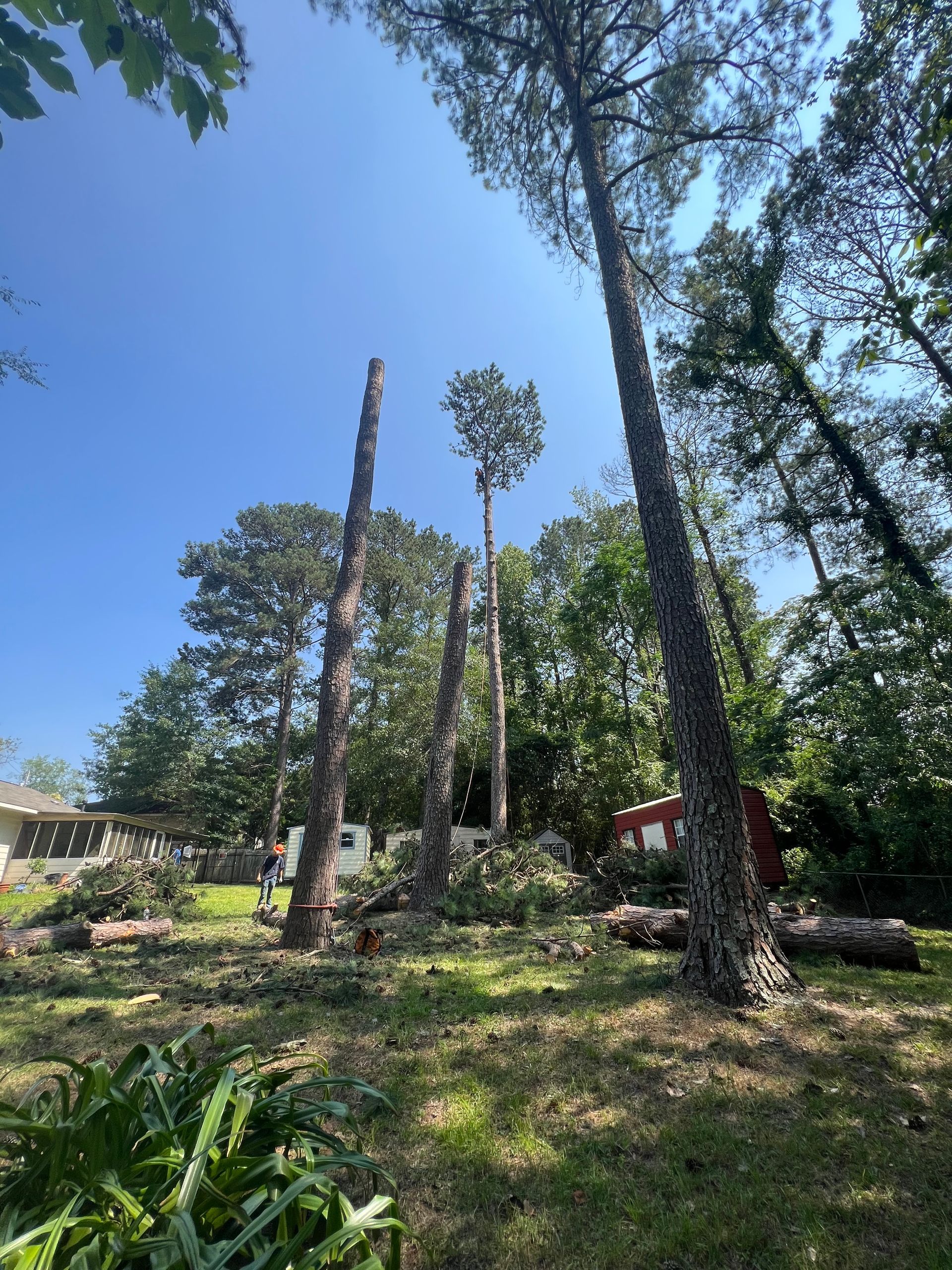Tree Trimming — LaGrange, GA — Advance Tree Removal and Land Management