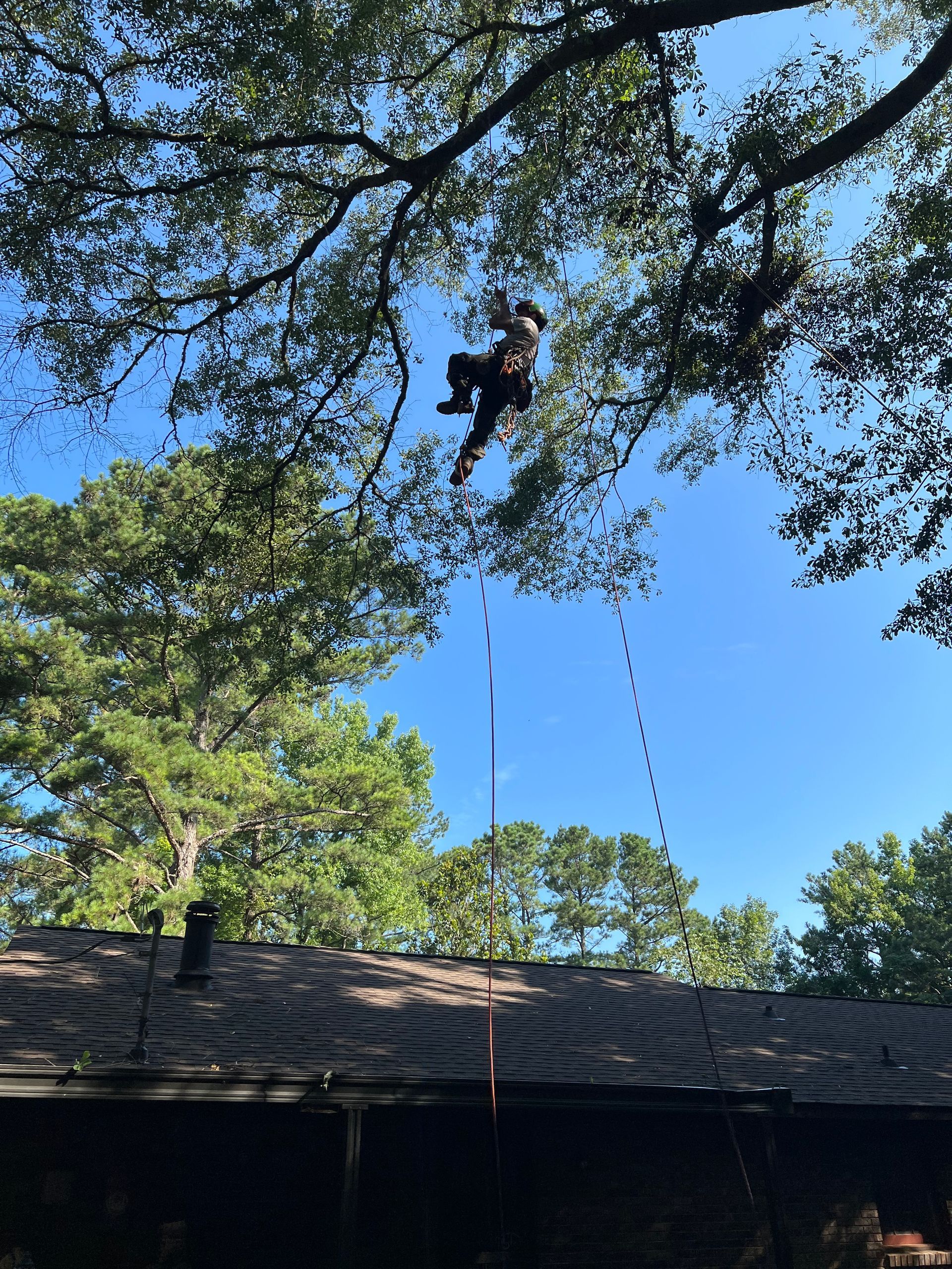 Tree Trimming  — LaGrange, GA — Advance Tree Removal and Land Management