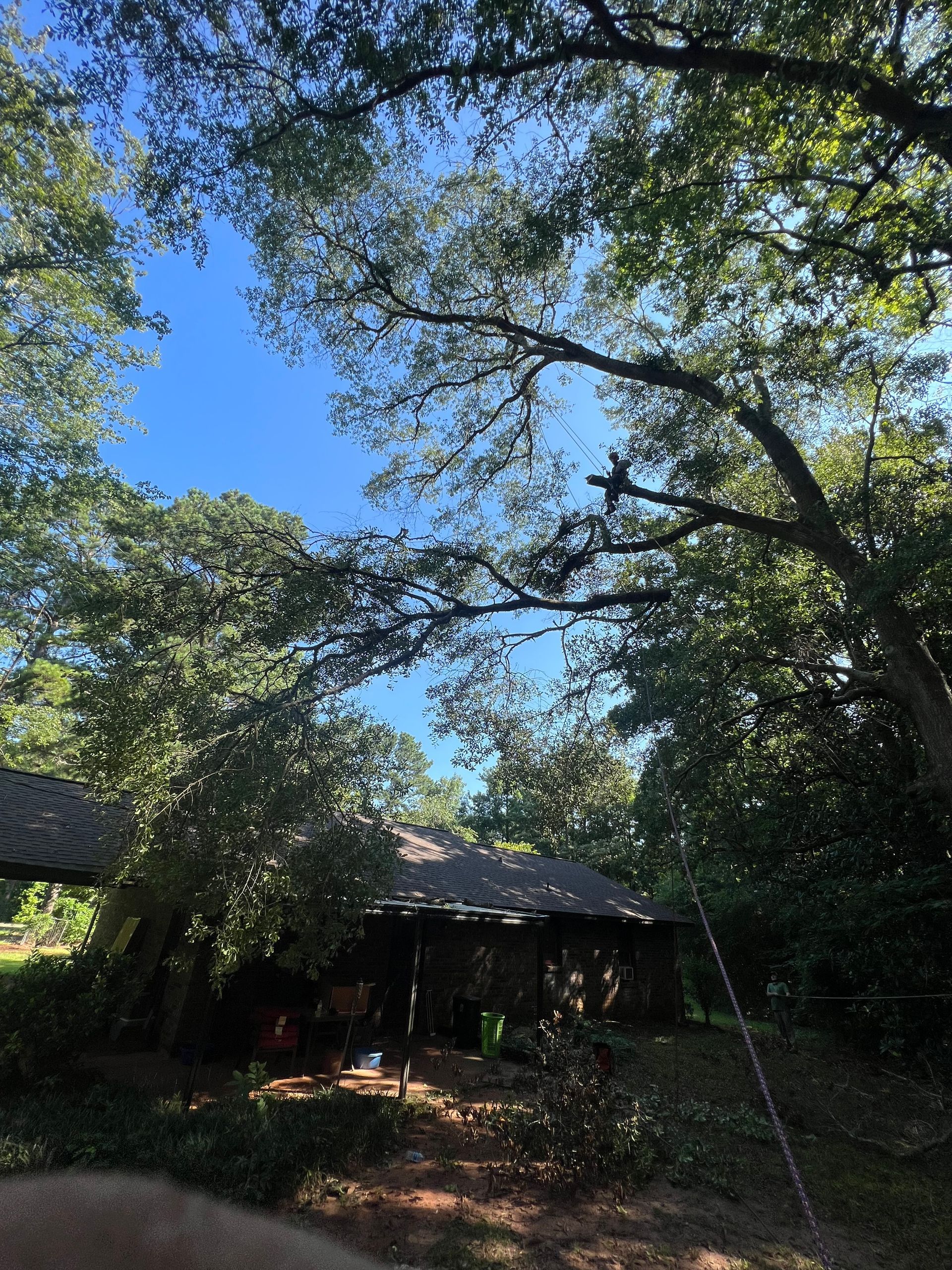 Tree Trimming  — LaGrange, GA — Advance Tree Removal and Land Management