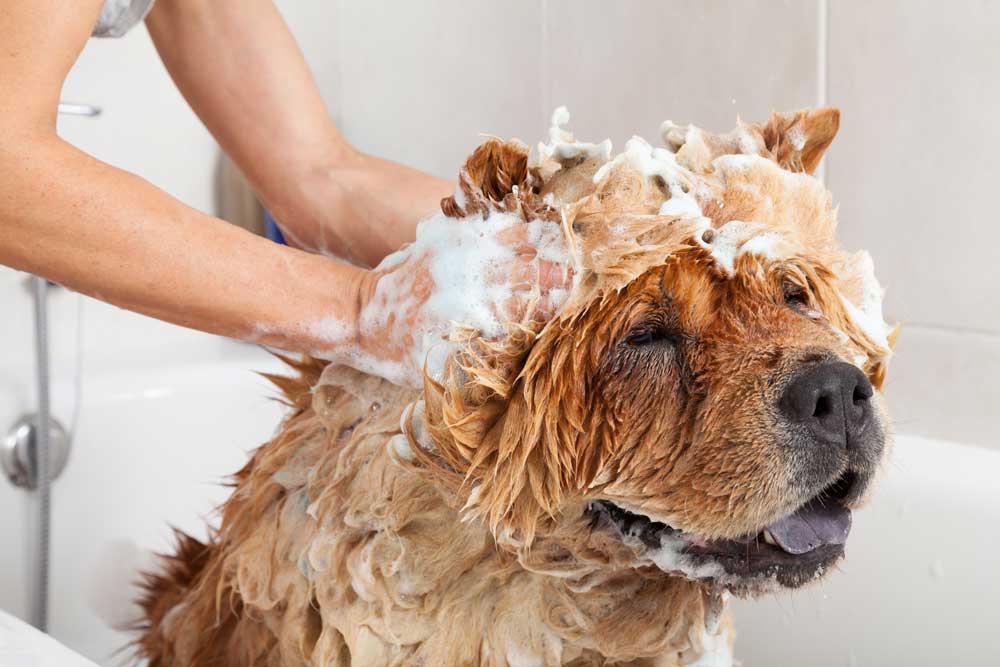 Dog Taking Shower — Foley, AL — Coastal Pet Resort LLC