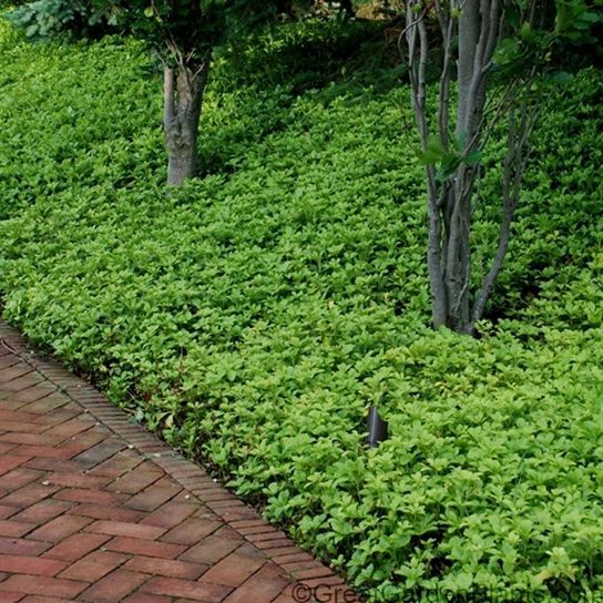 A brick walkway surrounded by green plants and trees.